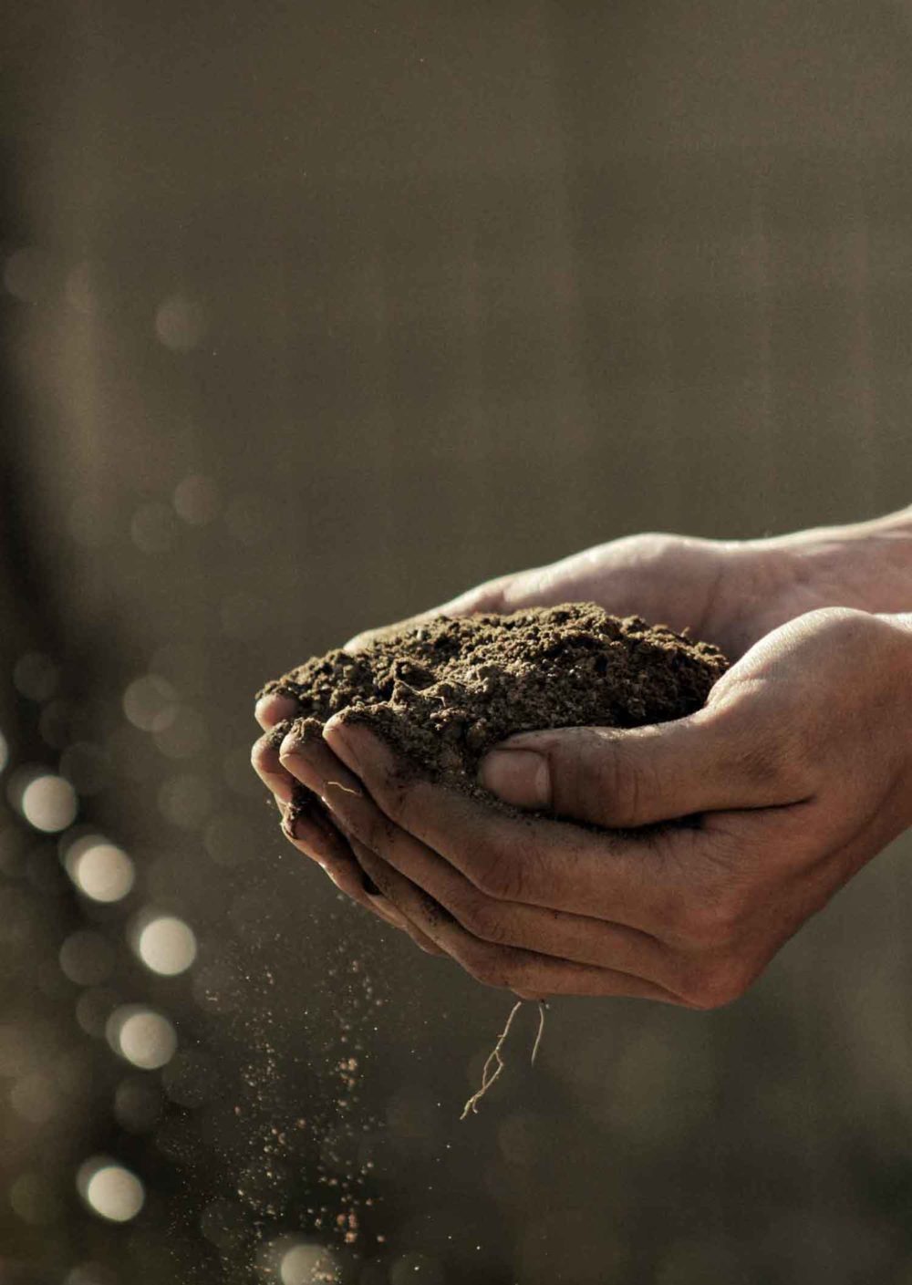 Venation_Landscapes_Logo_Design_Image_1